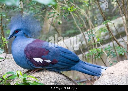 Das Nahaufnahme Bild der westlichen gekrönten Taube. Es ist eine große, blau-graue Taube mit blauen Spitzen-Kämmen über dem Kopf und dunkelblauen Maskenfedern Stockfoto