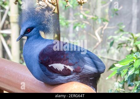 Das Nahaufnahme Bild der westlichen gekrönten Taube. Es ist eine große, blau-graue Taube mit blauen Spitzen-Kämmen über dem Kopf und dunkelblauen Maskenfedern Stockfoto