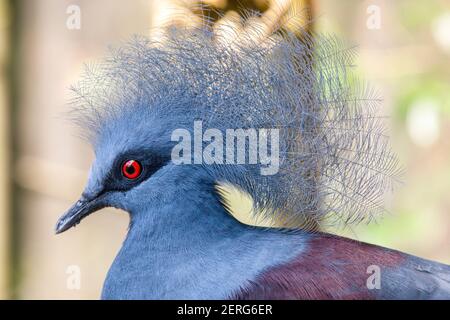 Das Nahaufnahme Bild der westlichen gekrönten Taube. Es ist eine große, blau-graue Taube mit blauen Spitzen-Kämmen über dem Kopf und dunkelblauen Maskenfedern Stockfoto