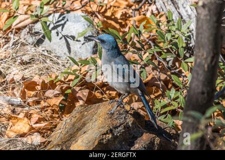 Mexikanischer jay, Aphelocoma wollweberi, Nahrungssuche im Madera Canyon, Arizona. Stockfoto