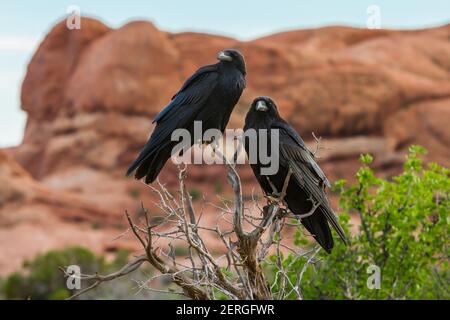 Der Gemeine Rabe, Corvas corax, ist weltweit in der nördlichen Hemisphäre zu finden. Es ist das am weitesten verbreitete der Corvidvögel und ist sehr intelligen Stockfoto