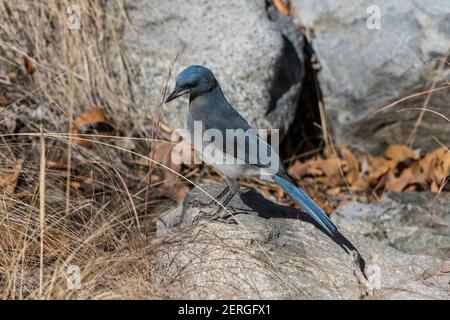 Mexikanischer jay, Aphelocoma wollweberi, Nahrungssuche im Madera Canyon, Arizona. Stockfoto