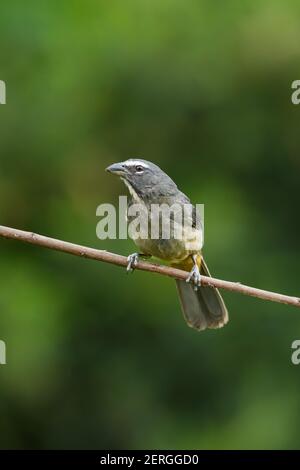 Der Saltator maximus ist ein samenfressender Vogel, der von Mexiko über Mittelamerika bis nach Ecuador und Brasilien reicht. Costa Ric Stockfoto