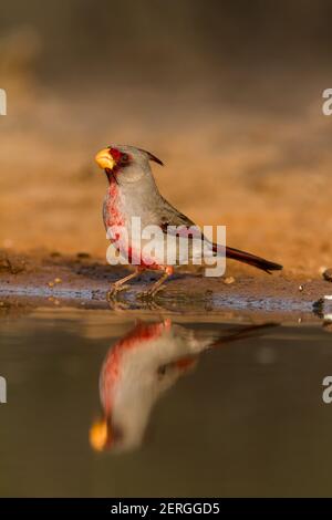 Die Pyrrhuloxia oder Desert Cardinal, Cardinalis sinuatus, bewohnt die Wüste Gestrüpp und Mesquite Dickicht von Arizona, New Mexico, Texas und Nord-M Stockfoto