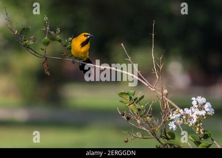 Die gelben Pirol, Ikterus Nigrogularis nennt man auch "Banane" und "kleine Mais Vogel", und in Venezuela ist es bekannt als "Gonzalito". Er brütet ich Stockfoto