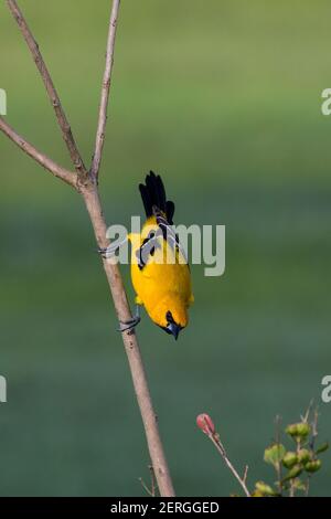 Die gelben Pirol, Ikterus Nigrogularis nennt man auch "Banane" und "kleine Mais Vogel", und in Venezuela ist es bekannt als "Gonzalito". Er brütet ich Stockfoto