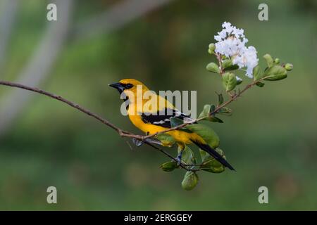 Die gelben Pirol, Ikterus Nigrogularis nennt man auch "Banane" und "kleine Mais Vogel", und in Venezuela ist es bekannt als "Gonzalito". Er brütet ich Stockfoto