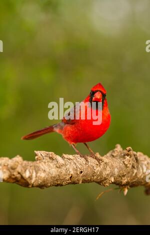 Der nördliche Kardinal, Cardinalis cardinalis, ist in den USA, Mexiko, Belize und Guatemala zu finden. Es isst in erster Linie Samen, aber auch Insekten und Stockfoto