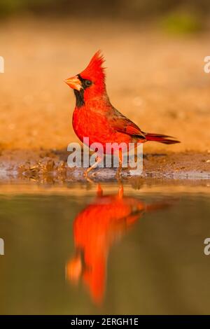 Der nördliche Kardinal, Cardinalis cardinalis, ist in den USA, Mexiko, Belize und Guatemala zu finden. Es isst in erster Linie Samen, aber auch Insekten und Stockfoto