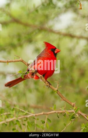 Der nördliche Kardinal, Cardinalis cardinalis, ist in den USA, Mexiko, Belize und Guatemala zu finden. Es isst in erster Linie Samen, aber auch Insekten und Stockfoto