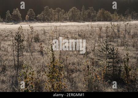 Ländliche Landschaft mit Wiese im Nebel Stockfoto