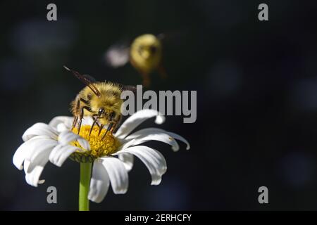 Fuzzy-horned Hummel (bombus mixtus) Fütterung auf Nektar in Ochsenmarmeliblüten. Yaak Valley, nordwestlich von Montana. (Foto von Randy Beacham) Stockfoto