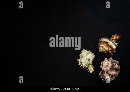 Schöne Gruppe von drei Muscheln der Meeresschnecken der Gattung Murex auf schwarzem Hintergrund. Stockfoto