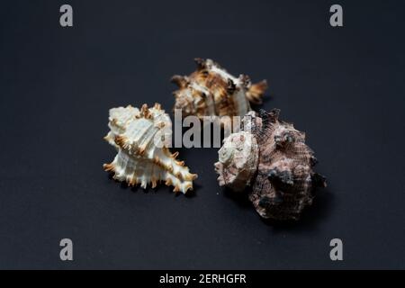 Schöne Gruppe von drei Muscheln der Meeresschnecken der Gattung Murex auf schwarzem Hintergrund. Stockfoto