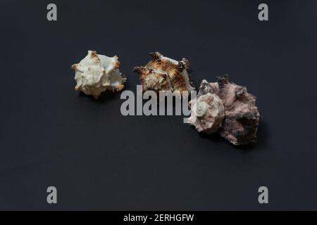 Schöne Gruppe von drei Muscheln der Meeresschnecken der Gattung Murex auf schwarzem Hintergrund. Stockfoto