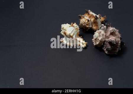 Gruppe von drei Muscheln der Meeresschnecken der Gattung Murex auf schwarzem Hintergrund. Stockfoto