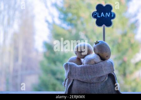 Pflanzen von Kartoffeln im Garten. Gekeimt Kartoffeln Stockfoto