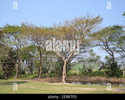 Braun Zweig und grüne Blätter Busch von Mimosa Baum mit Sumpf im Wald im Sommer mit blauen Himmel im Hintergrund, Blatt, das gelb in Thailand Stockfoto