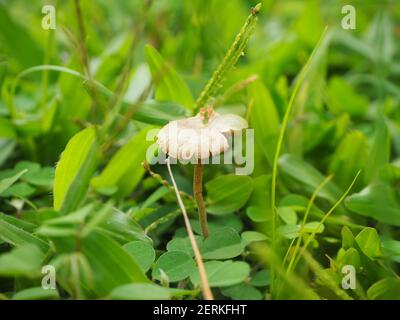 Nahaufnahme des Morgens Pilz im Gras Stockfoto