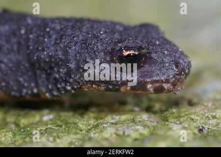 Kopf eines weiblichen terrestrischen juvenilen Alpenmolchens, Ichthyosaura alpestris Stockfoto