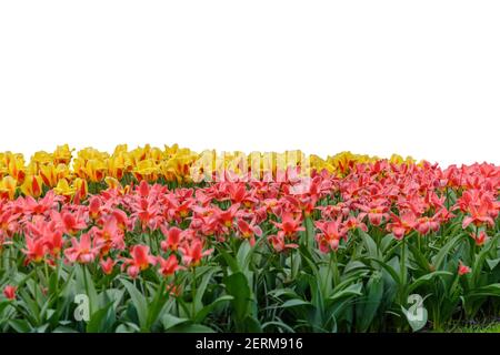 Frühlingskoloful Tulpenzwiebelfeld isoliert auf weißem Hintergrund Stockfoto