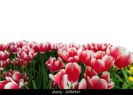 Frühlingskoloful Tulpenzwiebelfeld isoliert auf weißem Hintergrund Stockfoto