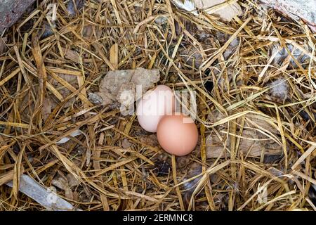 Zwei braune Eier auf einem Heuennest. 100% Bio-Hühnereier auf einem Bauernhof. Geflügeleier auf dem Land. Stockfoto