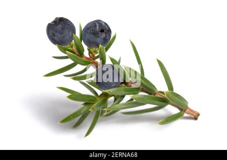 Wacholderzweig mit blauen Beeren isoliert auf weiß Stockfoto