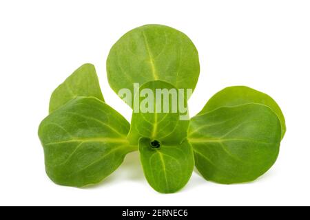 Maissalat isoliert auf weißem Hintergrund Stockfoto