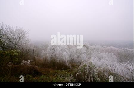 Landschaftlich schöner Blick auf einen gefrorenen Wald Stockfoto