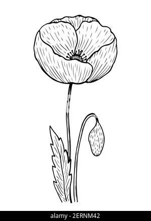 Mohnblume mit Stiel und Blättern isoliert auf weißem Hintergrund. Vektorgrafik handgezeichnete Illustration im Linienkunststil. Stock Vektor