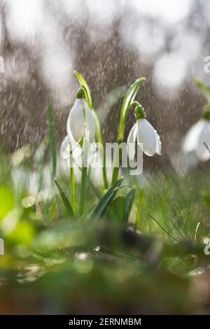 Schneeglöckchen Galanthus nivalis aus der Nähe im Wald. Zarte erste Blüten in hellem Sonnenlicht. Schöne verwackelte vertikale Hintergrund mit Bokeh und regen Stockfoto