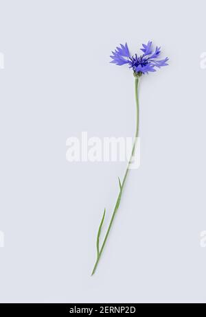 Eine Blume blau Kornblume oder Centaurea Cyanus isoliert auf weißem Hintergrund. Vertikales Zuschneiden. Flach liegend. Speicherplatz kopieren. Stockfoto