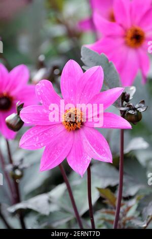 Einblühige, magentarote Blüten der Dahlia 'Magenta Star' Stockfoto