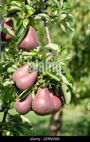 Birne 'Red Sensation Bartlett'. Pyrus communis 'Red Sensation Bartlett', Pyrus pyrifolia 'Sensation', Pyrus communis 'Sensation'. Birnen wachsen auf Baum Stockfoto