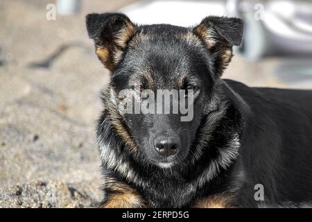 Ein schwarzer Schäferhund liegt auf dem Sand. Ein sonniger Herbsttag ist ein Vorderblick. Stockfoto