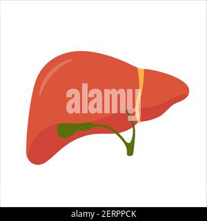 Menschliche Leber und Gallenblase. Isolierte Vektordarstellung in flacher Form Stock Vektor