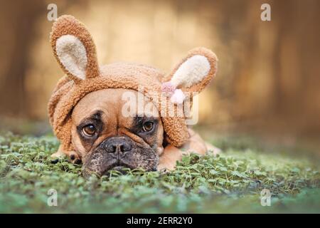 Osterhase Hund mit braunen Französisch Bulldoggen verkleidet mit Kaninchen Ohr Stirnband Kostüm liegt im Freien auf Gras Stockfoto