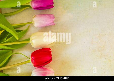 Flache Laie mit verschiedenen bunten holländischen Tulpen Stockfoto