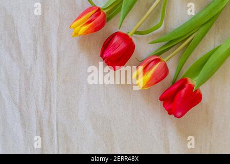 Flache Laie mit verschiedenen bunten holländischen Tulpen Stockfoto