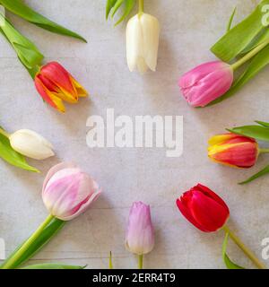 Square Flat Lay mit korlorvollen holländischen Tulpen im Kreis Stockfoto