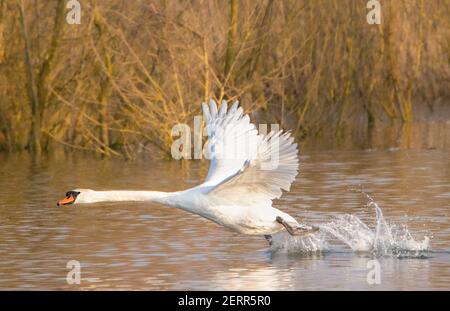 MUTE Swan, Broom Lakes, Bedfordshire, Großbritannien, Februar 2021 Stockfoto