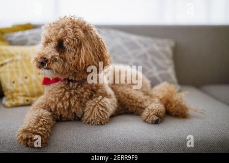 Porträt eines niedlichen braunen Pudel zu Hause, tagsüber, drinnen. Stockfoto