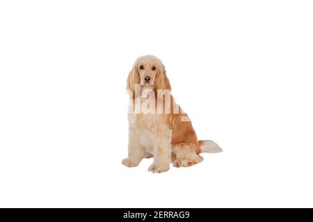 Schöner englischer Cocker Spaniel sitzend und schauend zur Kamera, isoliert auf weiß Stockfoto