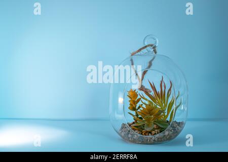 Tillandsia Luftanlage mit Steinen in einem Glas Ozean Vibe Wand mockup. Leeren Sie den Platz für Text Stockfoto