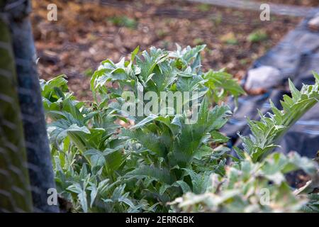 Cardiff, Wales. Februar 22nd 2021. Abgebildet ist Pontcanna Dauerallotments. Wetter in Großbritannien. Welsh Green Spaces Stockfoto