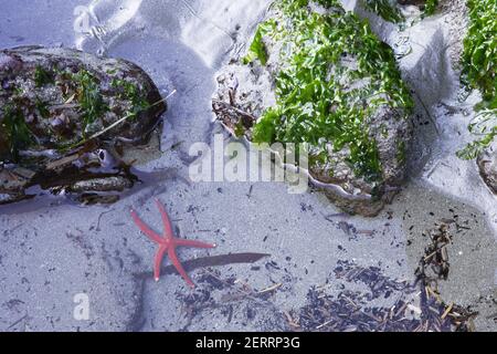 Blood Starfish (Henricia leviuscula) Third Beach Olympic National Park Washington State, USA IN000114 Stockfoto