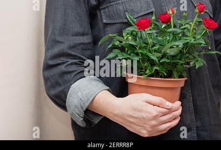 Nahaufnahme von leuchtend roten Blumen in einem Topf in den Händen von professionellen Floristen. Rosen wachsen zu Hause. Stockfoto