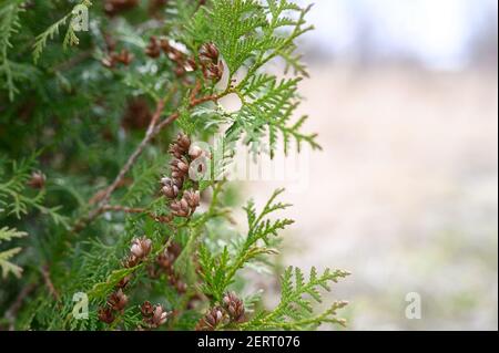 Reife Zapfen orientalischen Arborvitae und Laub Thuja. Nahaufnahme der hellgrünen Textur der Thuja Blätter mit braunen Samenkegel Stockfoto