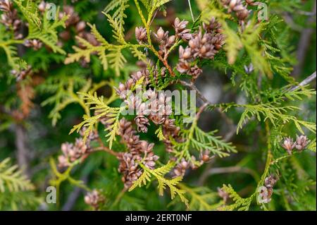 Reife Zapfen orientalischen Arborvitae und Laub Thuja. Nahaufnahme der hellgrünen Textur der Thuja Blätter mit braunen Samenkegel Stockfoto